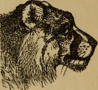An illustration from An original and illustrated physiological and physiognomical chart (1873)