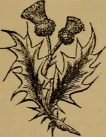 An illustration from An original and illustrated physiological and physiognomical chart (1873)