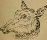 An illustration from An original and illustrated physiological and physiognomical chart (1873)