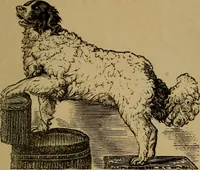 An illustration from An original and illustrated physiological and physiognomical chart (1873)