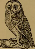 Picture 41 of 171 from An original and illustrated physiological and physiognomical chart (1873), leaf 65