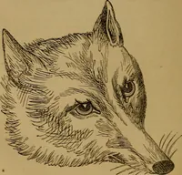 An illustration from An original and illustrated physiological and physiognomical chart (1873)