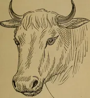 An illustration from An original and illustrated physiological and physiognomical chart (1873)