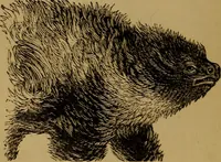 Picture 45 of 171 from An original and illustrated physiological and physiognomical chart (1873), leaf 67