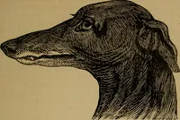 An illustration from An original and illustrated physiological and physiognomical chart (1873)