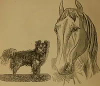 An illustration from An original and illustrated physiological and physiognomical chart (1873)