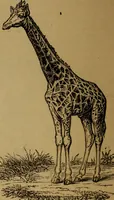 Picture 59 of 171 from An original and illustrated physiological and physiognomical chart (1873), leaf 79