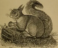 An illustration from An original and illustrated physiological and physiognomical chart (1873)
