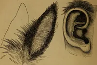 An illustration from An original and illustrated physiological and physiognomical chart (1873)