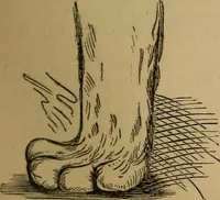 An illustration from An original and illustrated physiological and physiognomical chart (1873)