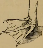 An illustration from An original and illustrated physiological and physiognomical chart (1873)