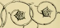 Picture 145 of 274 from Ornament & its application; a book for students, treating in a practical way of the relation of design to material, tools and methods of work (1904), leaf 207