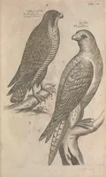 An illustration from The ornithology of Francis Willughby of Middleton in the county of Warwick, esq. ... : in three books : wherein all the birds hitherto known, being reduced into a method sutable [i.e. suitable] to their natures, are accurately described : the descriptions illustrated by most elegant figures, nearly resembling the live birds, engraven in LXXVIII copper plates (1678)