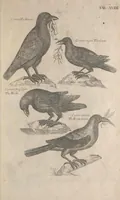Picture 3 of 37 from The ornithology of Francis Willughby of Middleton in the county of Warwick, esq. ... : in three books : wherein all the birds hitherto known, being reduced into a method sutable [i.e. suitable] to their natures, are accurately described : the descriptions illustrated by most elegant figures, nearly resembling the live birds, engraven in LXXVIII copper plates (1678), leaf 509
