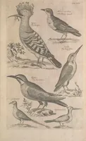 Picture 5 of 37 from The ornithology of Francis Willughby of Middleton in the county of Warwick, esq. ... : in three books : wherein all the birds hitherto known, being reduced into a method sutable [i.e. suitable] to their natures, are accurately described : the descriptions illustrated by most elegant figures, nearly resembling the live birds, engraven in LXXVIII copper plates (1678), leaf 521