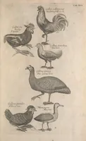 Picture 6 of 37 from The ornithology of Francis Willughby of Middleton in the county of Warwick, esq. ... : in three books : wherein all the birds hitherto known, being reduced into a method sutable [i.e. suitable] to their natures, are accurately described : the descriptions illustrated by most elegant figures, nearly resembling the live birds, engraven in LXXVIII copper plates (1678), leaf 525
