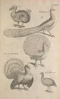 Picture 7 of 37 from The ornithology of Francis Willughby of Middleton in the county of Warwick, esq. ... : in three books : wherein all the birds hitherto known, being reduced into a method sutable [i.e. suitable] to their natures, are accurately described : the descriptions illustrated by most elegant figures, nearly resembling the live birds, engraven in LXXVIII copper plates (1678), leaf 527