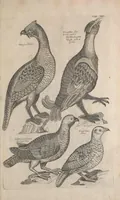 Picture 9 of 37 from The ornithology of Francis Willughby of Middleton in the county of Warwick, esq. ... : in three books : wherein all the birds hitherto known, being reduced into a method sutable [i.e. suitable] to their natures, are accurately described : the descriptions illustrated by most elegant figures, nearly resembling the live birds, engraven in LXXVIII copper plates (1678), leaf 535