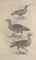 Picture 10 of 37 from The ornithology of Francis Willughby of Middleton in the county of Warwick, esq. ... : in three books : wherein all the birds hitherto known, being reduced into a method sutable [i.e. suitable] to their natures, are accurately described : the descriptions illustrated by most elegant figures, nearly resembling the live birds, engraven in LXXVIII copper plates (1678), leaf 537