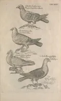 Picture 11 of 37 from The ornithology of Francis Willughby of Middleton in the county of Warwick, esq. ... : in three books : wherein all the birds hitherto known, being reduced into a method sutable [i.e. suitable] to their natures, are accurately described : the descriptions illustrated by most elegant figures, nearly resembling the live birds, engraven in LXXVIII copper plates (1678), leaf 539