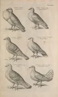 Picture 12 of 37 from The ornithology of Francis Willughby of Middleton in the county of Warwick, esq. ... : in three books : wherein all the birds hitherto known, being reduced into a method sutable [i.e. suitable] to their natures, are accurately described : the descriptions illustrated by most elegant figures, nearly resembling the live birds, engraven in LXXVIII copper plates (1678), leaf 541