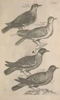 Picture 13 of 37 from The ornithology of Francis Willughby of Middleton in the county of Warwick, esq. ... : in three books : wherein all the birds hitherto known, being reduced into a method sutable [i.e. suitable] to their natures, are accurately described : the descriptions illustrated by most elegant figures, nearly resembling the live birds, engraven in LXXVIII copper plates (1678), leaf 543