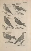Picture 14 of 37 from The ornithology of Francis Willughby of Middleton in the county of Warwick, esq. ... : in three books : wherein all the birds hitherto known, being reduced into a method sutable [i.e. suitable] to their natures, are accurately described : the descriptions illustrated by most elegant figures, nearly resembling the live birds, engraven in LXXVIII copper plates (1678), leaf 547