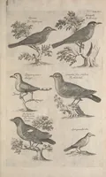 Picture 17 of 37 from The ornithology of Francis Willughby of Middleton in the county of Warwick, esq. ... : in three books : wherein all the birds hitherto known, being reduced into a method sutable [i.e. suitable] to their natures, are accurately described : the descriptions illustrated by most elegant figures, nearly resembling the live birds, engraven in LXXVIII copper plates (1678), leaf 555