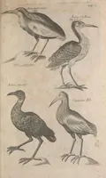 Picture 18 of 37 from The ornithology of Francis Willughby of Middleton in the county of Warwick, esq. ... : in three books : wherein all the birds hitherto known, being reduced into a method sutable [i.e. suitable] to their natures, are accurately described : the descriptions illustrated by most elegant figures, nearly resembling the live birds, engraven in LXXVIII copper plates (1678), leaf 573