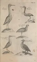 Picture 19 of 37 from The ornithology of Francis Willughby of Middleton in the county of Warwick, esq. ... : in three books : wherein all the birds hitherto known, being reduced into a method sutable [i.e. suitable] to their natures, are accurately described : the descriptions illustrated by most elegant figures, nearly resembling the live birds, engraven in LXXVIII copper plates (1678), leaf 575