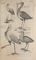 Picture 20 of 37 from The ornithology of Francis Willughby of Middleton in the county of Warwick, esq. ... : in three books : wherein all the birds hitherto known, being reduced into a method sutable [i.e. suitable] to their natures, are accurately described : the descriptions illustrated by most elegant figures, nearly resembling the live birds, engraven in LXXVIII copper plates (1678), leaf 577