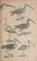 Picture 21 of 37 from The ornithology of Francis Willughby of Middleton in the county of Warwick, esq. ... : in three books : wherein all the birds hitherto known, being reduced into a method sutable [i.e. suitable] to their natures, are accurately described : the descriptions illustrated by most elegant figures, nearly resembling the live birds, engraven in LXXVIII copper plates (1678), leaf 581