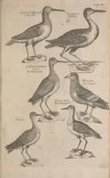Picture 22 of 37 from The ornithology of Francis Willughby of Middleton in the county of Warwick, esq. ... : in three books : wherein all the birds hitherto known, being reduced into a method sutable [i.e. suitable] to their natures, are accurately described : the descriptions illustrated by most elegant figures, nearly resembling the live birds, engraven in LXXVIII copper plates (1678), leaf 583