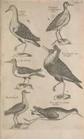 Picture 23 of 37 from The ornithology of Francis Willughby of Middleton in the county of Warwick, esq. ... : in three books : wherein all the birds hitherto known, being reduced into a method sutable [i.e. suitable] to their natures, are accurately described : the descriptions illustrated by most elegant figures, nearly resembling the live birds, engraven in LXXVIII copper plates (1678), leaf 585