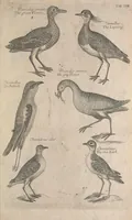 Picture 24 of 37 from The ornithology of Francis Willughby of Middleton in the county of Warwick, esq. ... : in three books : wherein all the birds hitherto known, being reduced into a method sutable [i.e. suitable] to their natures, are accurately described : the descriptions illustrated by most elegant figures, nearly resembling the live birds, engraven in LXXVIII copper plates (1678), leaf 587