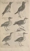Picture 25 of 37 from The ornithology of Francis Willughby of Middleton in the county of Warwick, esq. ... : in three books : wherein all the birds hitherto known, being reduced into a method sutable [i.e. suitable] to their natures, are accurately described : the descriptions illustrated by most elegant figures, nearly resembling the live birds, engraven in LXXVIII copper plates (1678), leaf 589