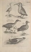 Picture 26 of 37 from The ornithology of Francis Willughby of Middleton in the county of Warwick, esq. ... : in three books : wherein all the birds hitherto known, being reduced into a method sutable [i.e. suitable] to their natures, are accurately described : the descriptions illustrated by most elegant figures, nearly resembling the live birds, engraven in LXXVIII copper plates (1678), leaf 591