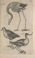 Picture 27 of 37 from The ornithology of Francis Willughby of Middleton in the county of Warwick, esq. ... : in three books : wherein all the birds hitherto known, being reduced into a method sutable [i.e. suitable] to their natures, are accurately described : the descriptions illustrated by most elegant figures, nearly resembling the live birds, engraven in LXXVIII copper plates (1678), leaf 593