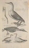 Picture 29 of 37 from The ornithology of Francis Willughby of Middleton in the county of Warwick, esq. ... : in three books : wherein all the birds hitherto known, being reduced into a method sutable [i.e. suitable] to their natures, are accurately described : the descriptions illustrated by most elegant figures, nearly resembling the live birds, engraven in LXXVIII copper plates (1678), leaf 597