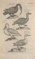 Picture 30 of 37 from The ornithology of Francis Willughby of Middleton in the county of Warwick, esq. ... : in three books : wherein all the birds hitherto known, being reduced into a method sutable [i.e. suitable] to their natures, are accurately described : the descriptions illustrated by most elegant figures, nearly resembling the live birds, engraven in LXXVIII copper plates (1678), leaf 599