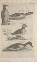 Picture 31 of 37 from The ornithology of Francis Willughby of Middleton in the county of Warwick, esq. ... : in three books : wherein all the birds hitherto known, being reduced into a method sutable [i.e. suitable] to their natures, are accurately described : the descriptions illustrated by most elegant figures, nearly resembling the live birds, engraven in LXXVIII copper plates (1678), leaf 603