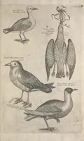 Picture 32 of 37 from The ornithology of Francis Willughby of Middleton in the county of Warwick, esq. ... : in three books : wherein all the birds hitherto known, being reduced into a method sutable [i.e. suitable] to their natures, are accurately described : the descriptions illustrated by most elegant figures, nearly resembling the live birds, engraven in LXXVIII copper plates (1678), leaf 605