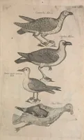 Picture 33 of 37 from The ornithology of Francis Willughby of Middleton in the county of Warwick, esq. ... : in three books : wherein all the birds hitherto known, being reduced into a method sutable [i.e. suitable] to their natures, are accurately described : the descriptions illustrated by most elegant figures, nearly resembling the live birds, engraven in LXXVIII copper plates (1678), leaf 607