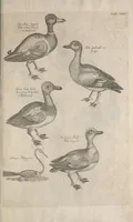 Picture 34 of 37 from The ornithology of Francis Willughby of Middleton in the county of Warwick, esq. ... : in three books : wherein all the birds hitherto known, being reduced into a method sutable [i.e. suitable] to their natures, are accurately described : the descriptions illustrated by most elegant figures, nearly resembling the live birds, engraven in LXXVIII copper plates (1678), leaf 617