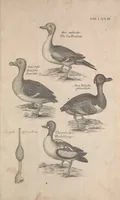 Picture 35 of 37 from The ornithology of Francis Willughby of Middleton in the county of Warwick, esq. ... : in three books : wherein all the birds hitherto known, being reduced into a method sutable [i.e. suitable] to their natures, are accurately described : the descriptions illustrated by most elegant figures, nearly resembling the live birds, engraven in LXXVIII copper plates (1678), leaf 619