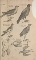 Picture 36 of 37 from The ornithology of Francis Willughby of Middleton in the county of Warwick, esq. ... : in three books : wherein all the birds hitherto known, being reduced into a method sutable [i.e. suitable] to their natures, are accurately described : the descriptions illustrated by most elegant figures, nearly resembling the live birds, engraven in LXXVIII copper plates (1678), leaf 627