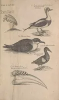 Picture 37 of 37 from The ornithology of Francis Willughby of Middleton in the county of Warwick, esq. ... : in three books : wherein all the birds hitherto known, being reduced into a method sutable [i.e. suitable] to their natures, are accurately described : the descriptions illustrated by most elegant figures, nearly resembling the live birds, engraven in LXXVIII copper plates (1678), leaf 629