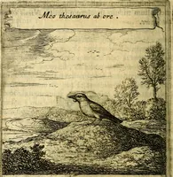 An illustration from Orphevs evcharisticvs. Sive devs absconditvs humanitatis illecebris illustriores mundi partes ad se pertrahens, vltroneas arcanae maiestatis adoratrices (1657)