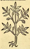 An illustration from Ortus sanitatis