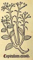 An illustration from Ortus sanitatis